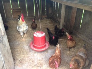 The girls (and boy) getting ready for their health check up.