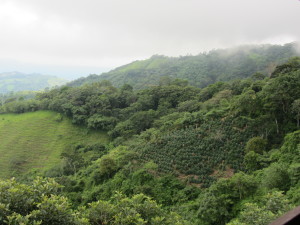 Coffee plants growing on the hillside