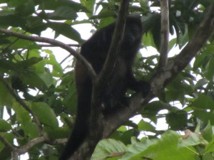 Howler Monkey paid me a visit