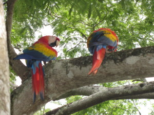 Hey, do you see those people down there taking our picture while we eat? How rude! ~ one Scarlet Macaw to another