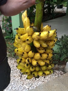 That's a BUNCH of bananas! 
